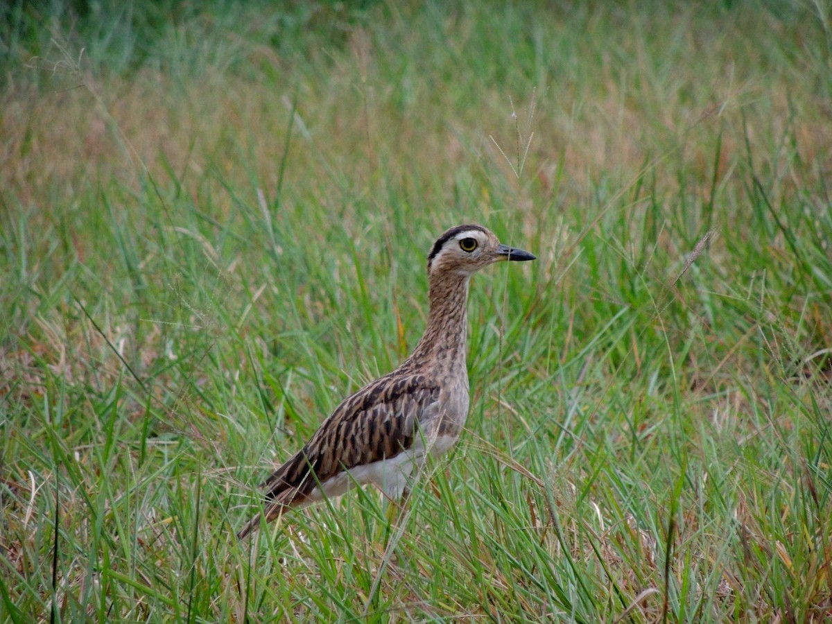 Double-striped Thick-knee - Tania Sánchez