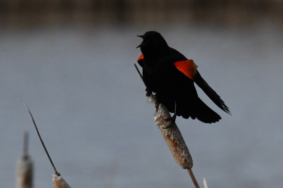 Red-winged Blackbird - ML617562051