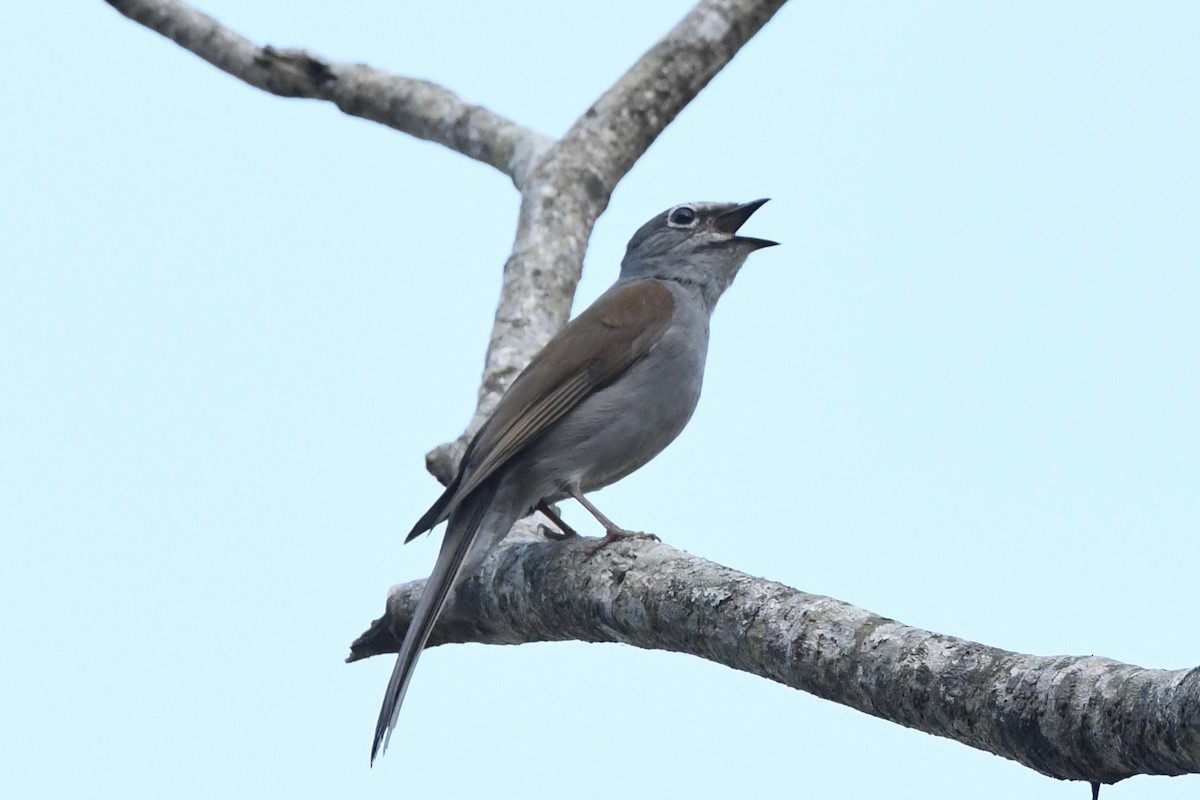 Brown-backed Solitaire - ML617562064