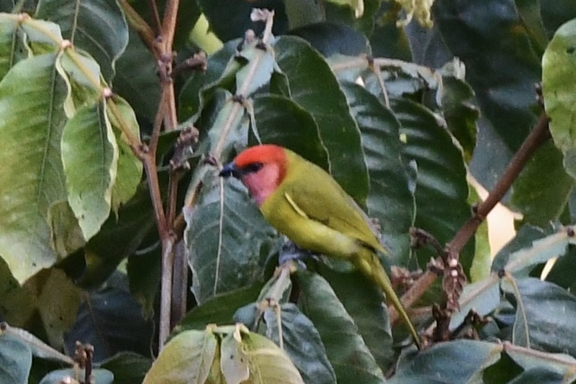 Red-headed Tanager - ML617562070