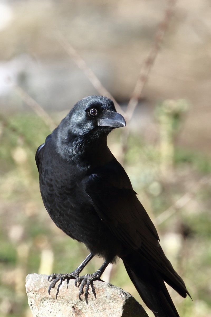 Large-billed Crow - ML617562072