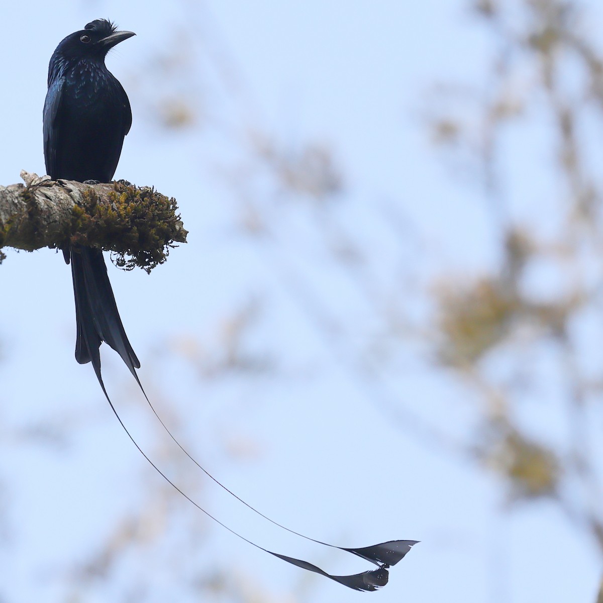 Greater Racket-tailed Drongo - ML617562084