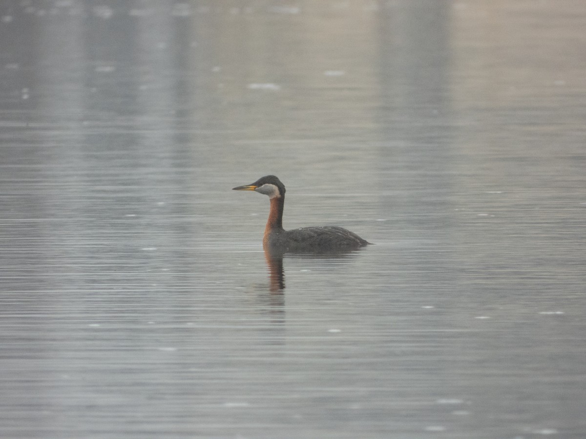 Red-necked Grebe - ML617562122