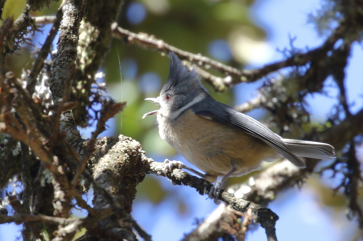 Gray-crested Tit - ML617562125