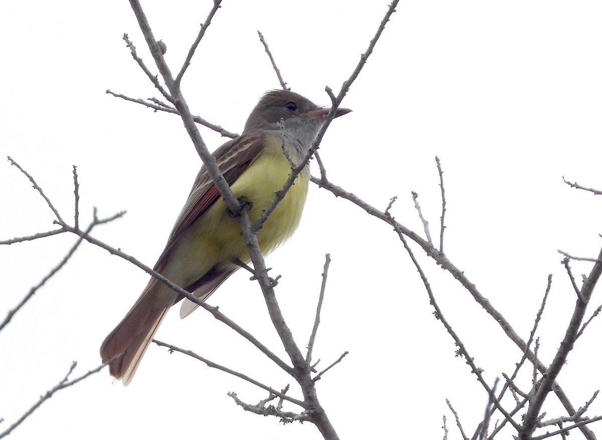 eBird Checklist 18 Apr 2024 Double Hammock Creek 29 species