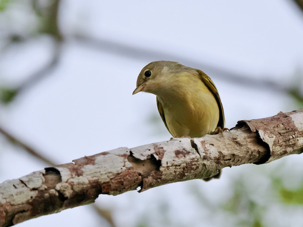 Yellow Warbler (Galapagos) - ML617562149