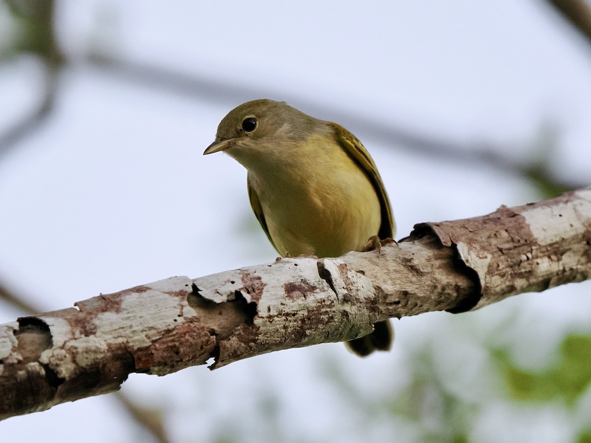 Yellow Warbler (Galapagos) - ML617562150