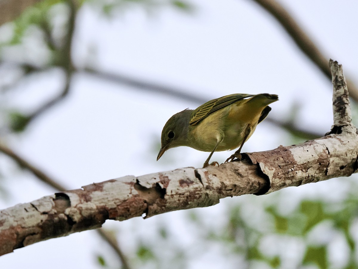 Yellow Warbler (Galapagos) - ML617562151