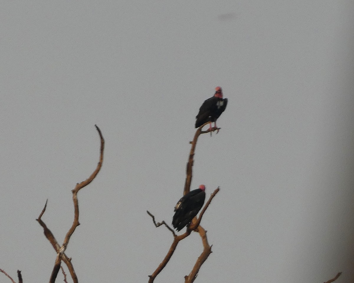 Red-headed Vulture - ML617562187