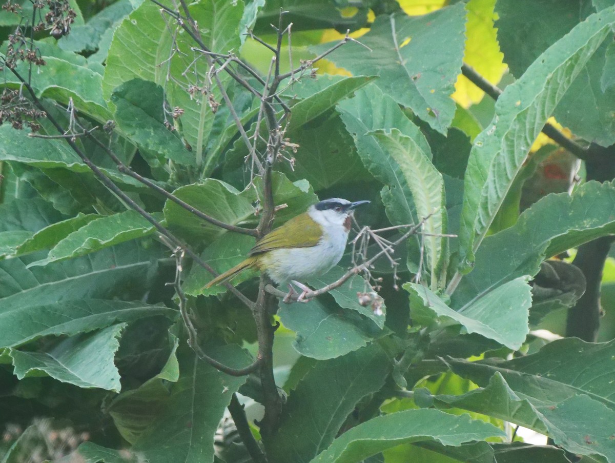 Gray-capped Warbler - ML617562191