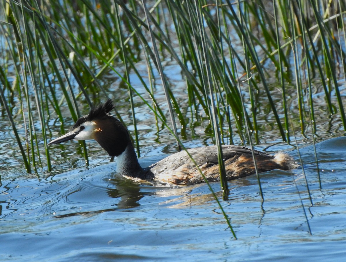 Great Crested Grebe - ML617562258