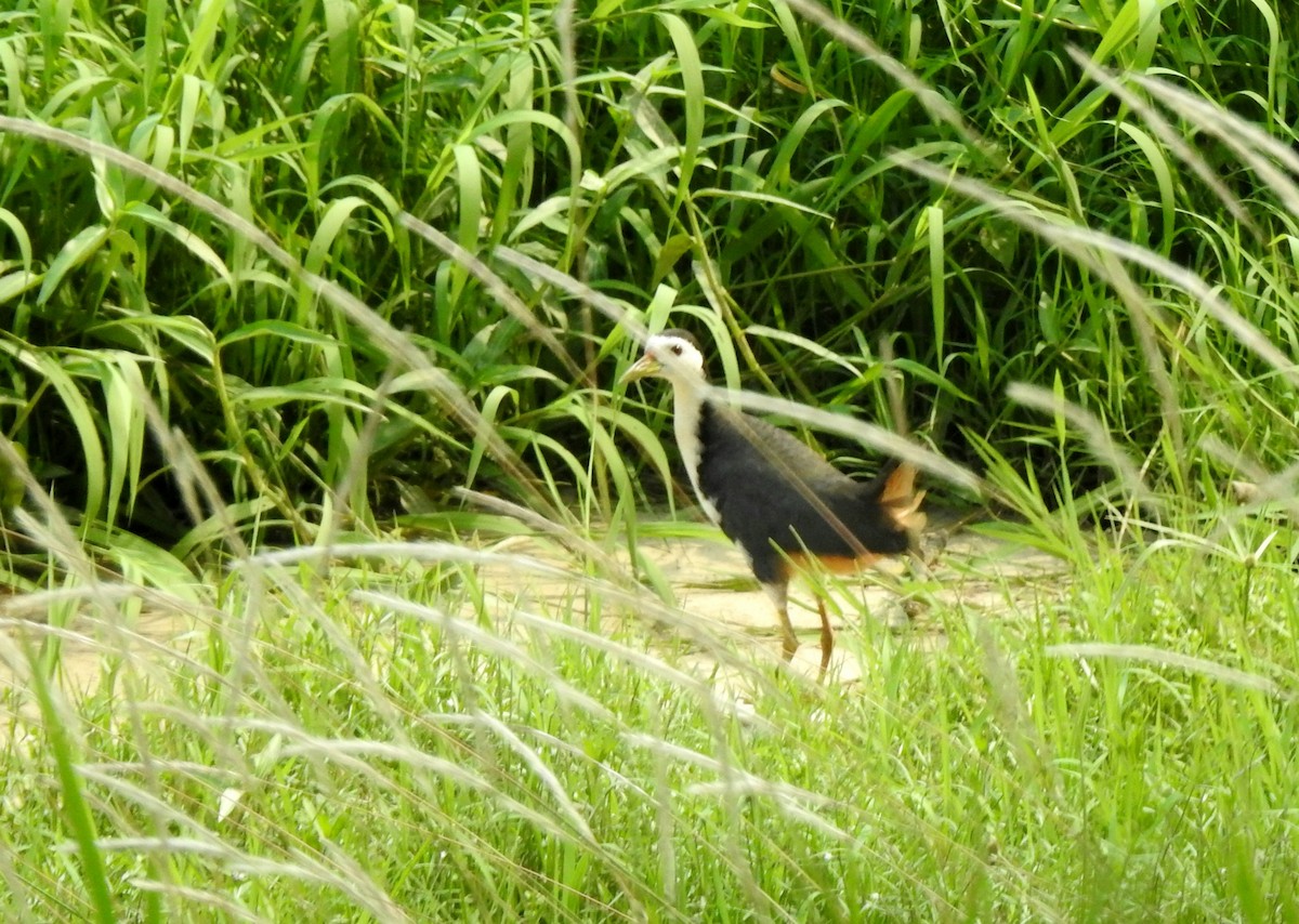 White-breasted Waterhen - YM Liew