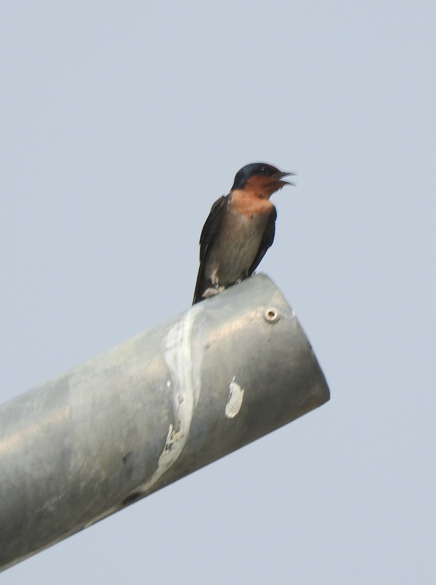 Pacific Swallow - ML617562306
