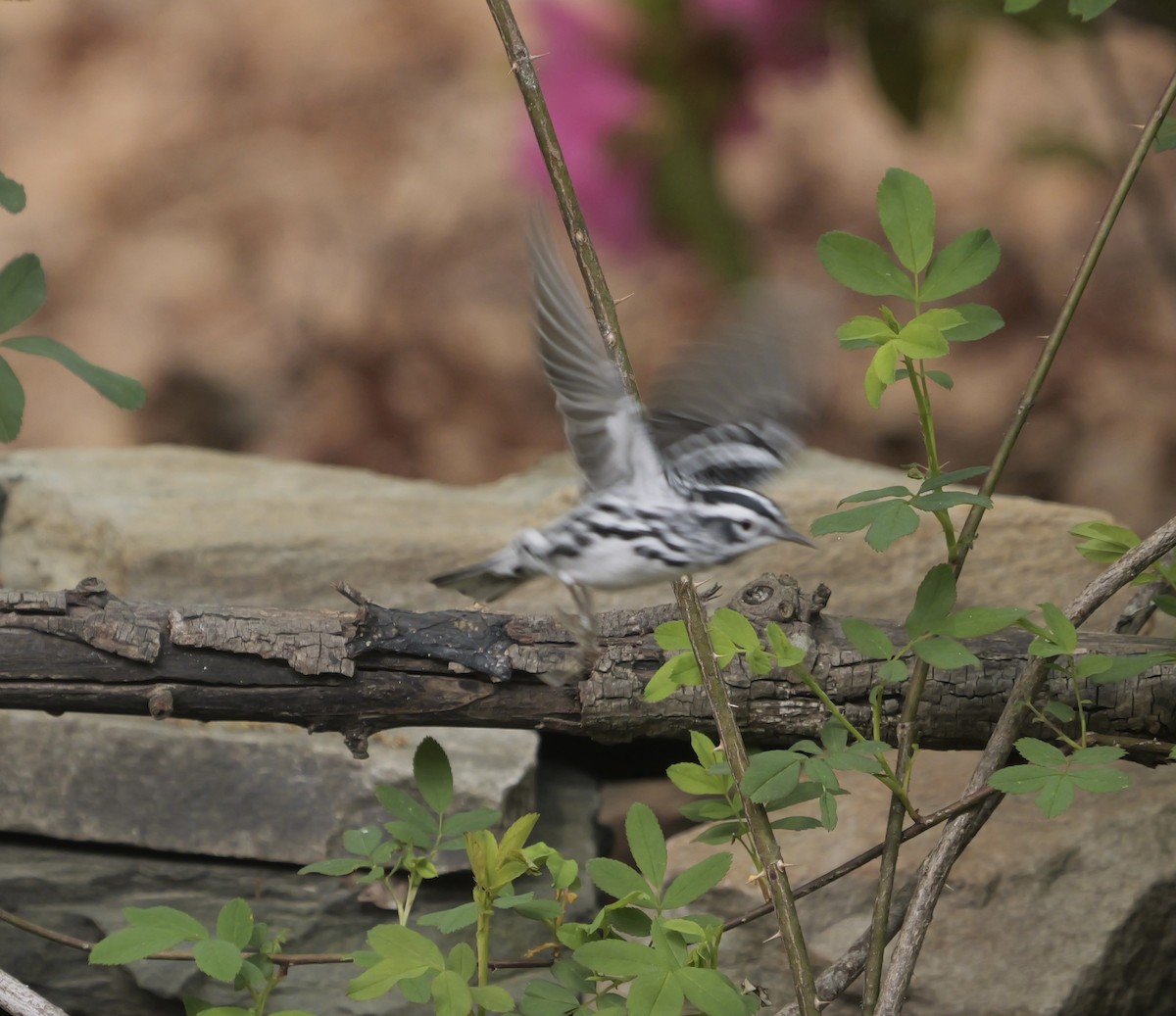 Black-and-white Warbler - ML617562413