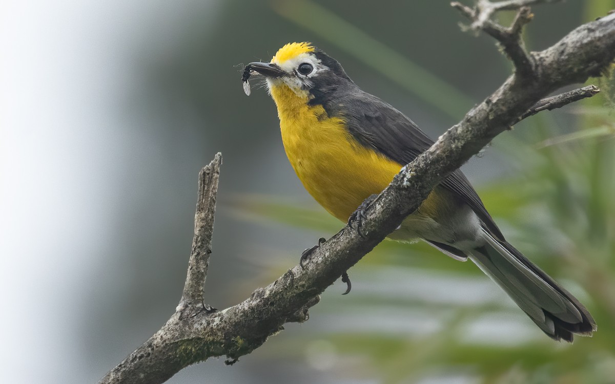 Golden-fronted Redstart (Yellow-fronted) - ML617562427