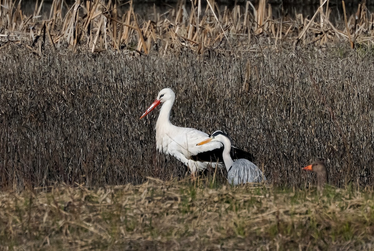 White Stork - ML617562429