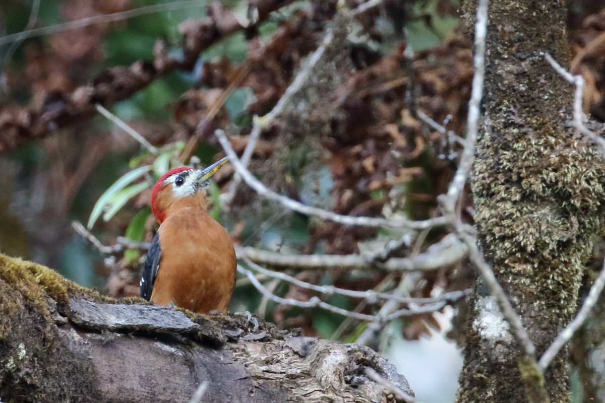 Fulvous-breasted Woodpecker - ML617562433
