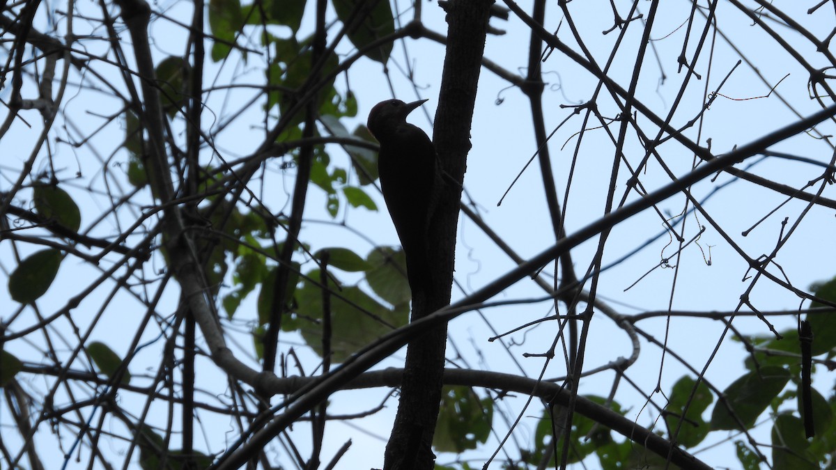 Golden-olive Woodpecker - ML617562449