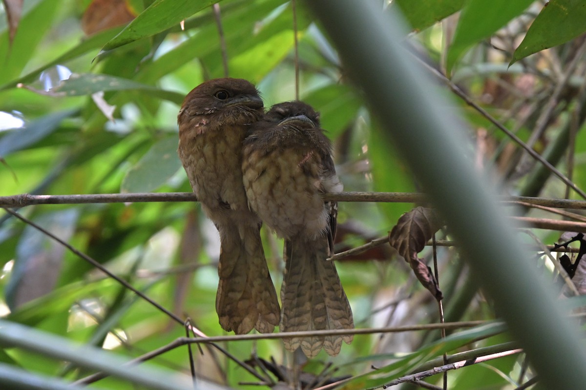 Gould's Frogmouth - ML617562473