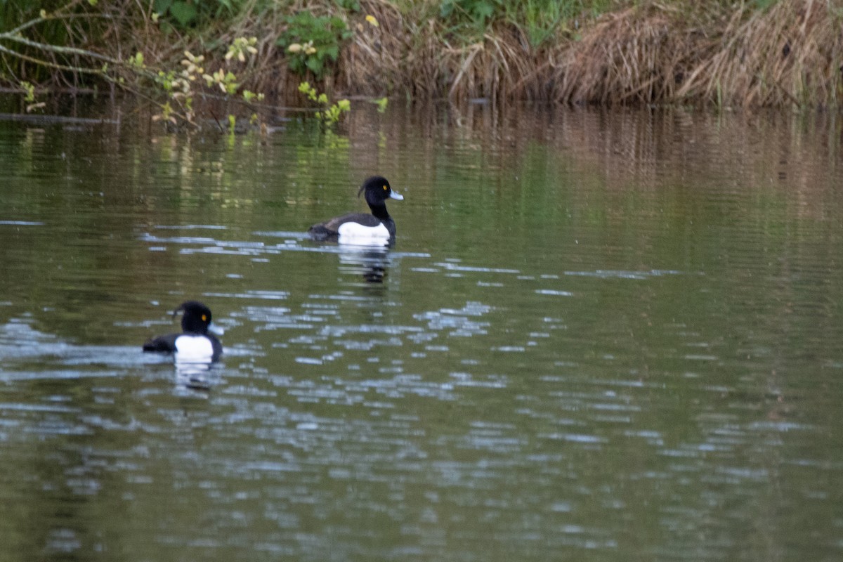 Tufted Duck - ML617562502