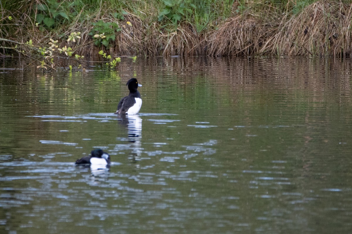Tufted Duck - ML617562503