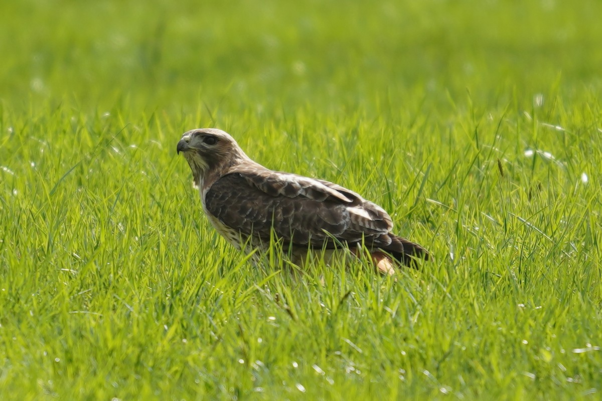 Red-tailed Hawk - ML617562592