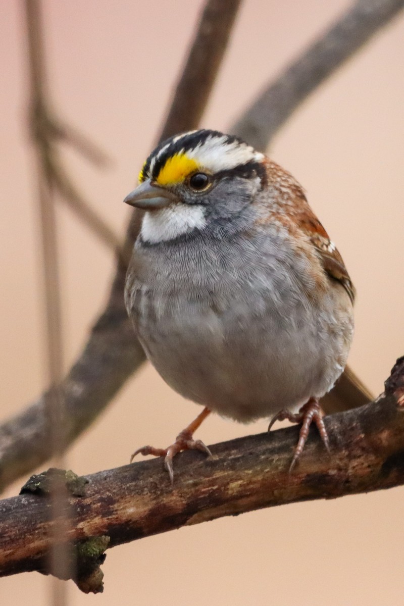 White-throated Sparrow - ML617562593