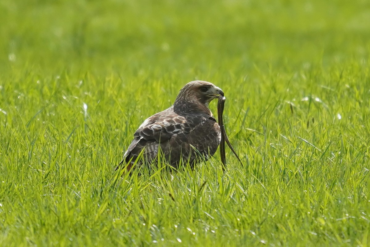 Red-tailed Hawk - ML617562607