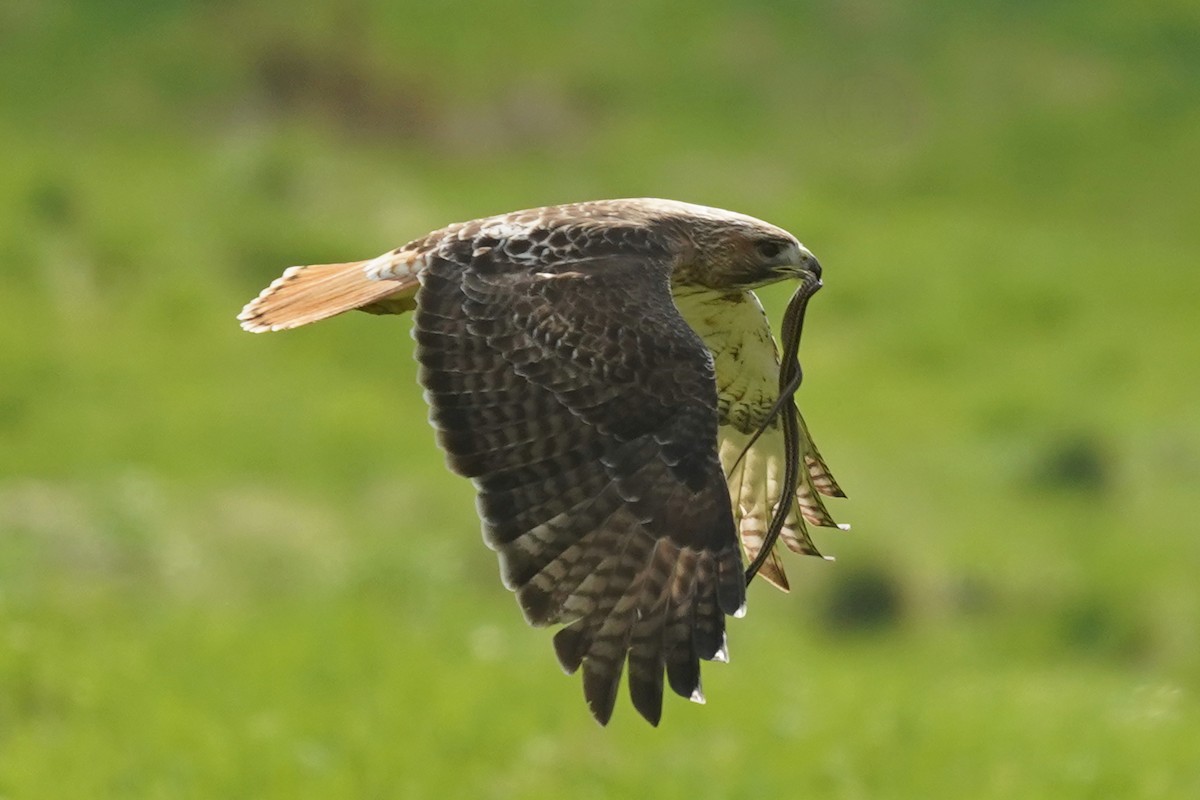 Red-tailed Hawk - ML617562635