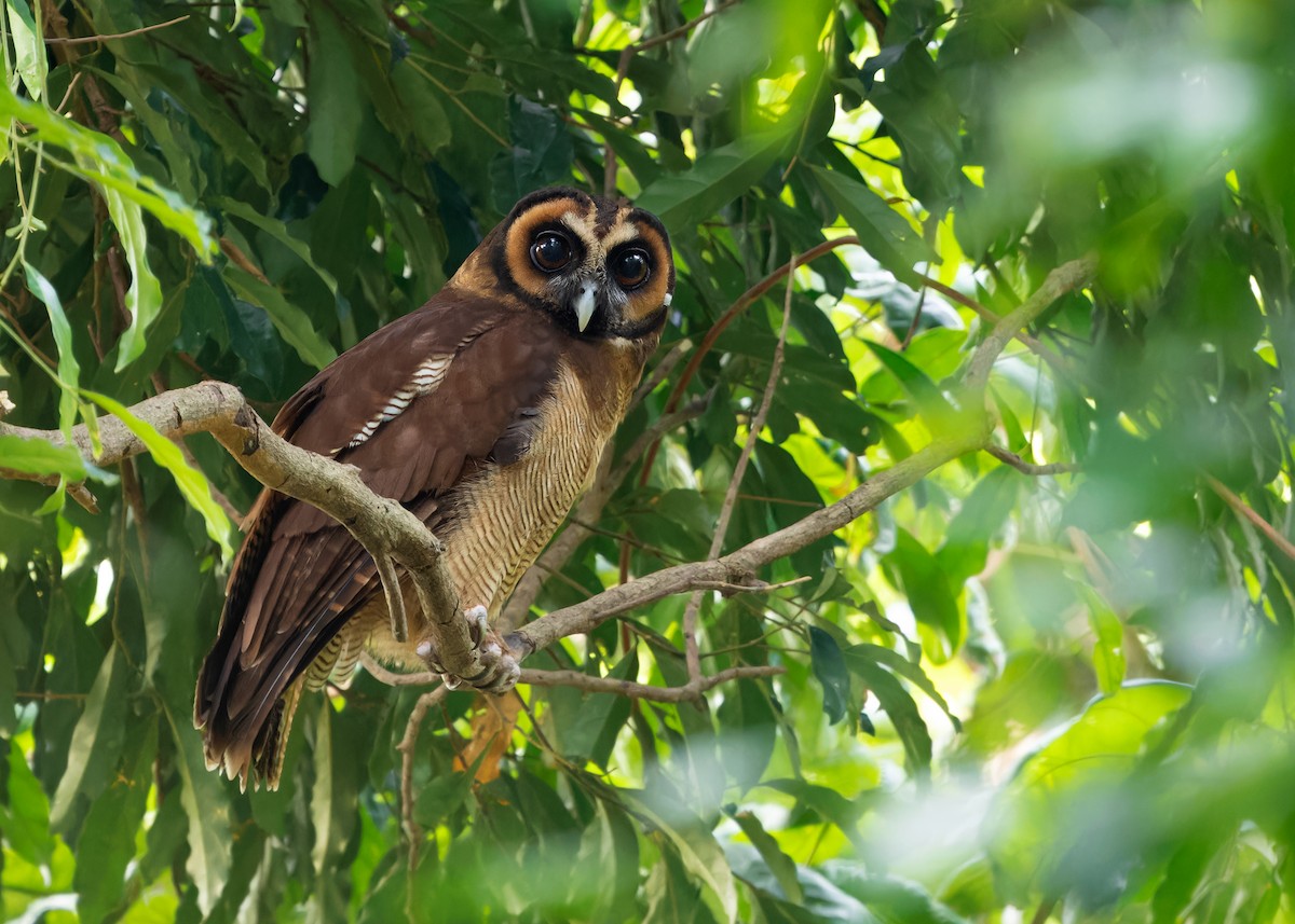 Brown Wood-Owl (Brown) - ML617562649