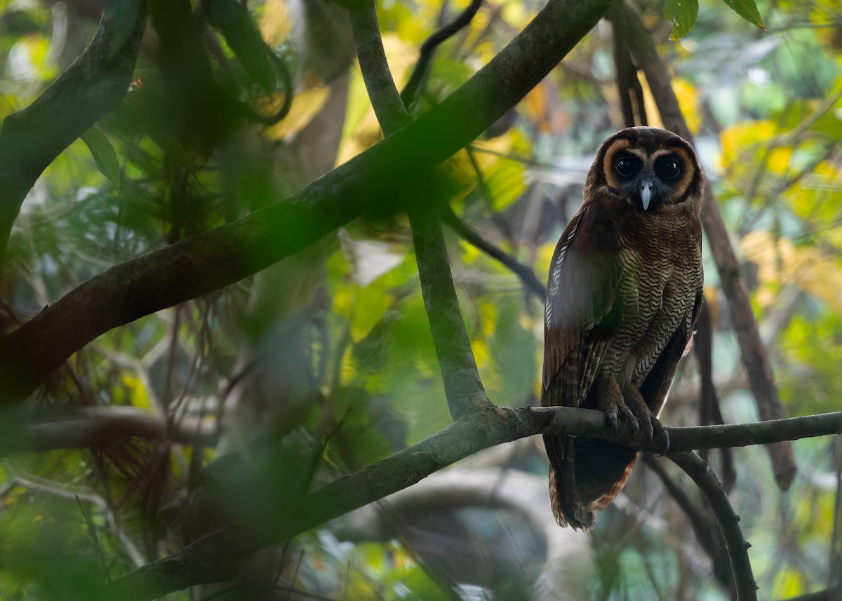 Brown Wood-Owl (Brown) - ML617562650
