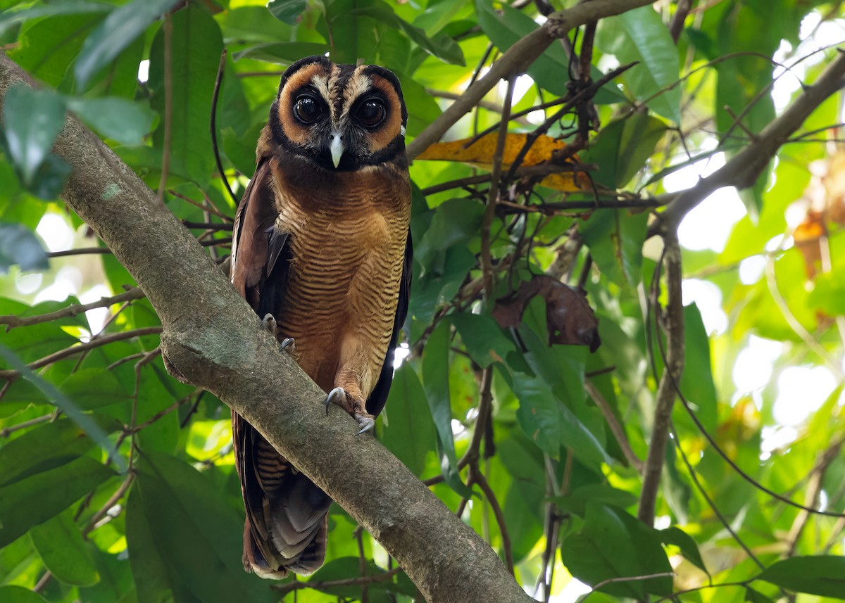Brown Wood-Owl (Brown) - ML617562651
