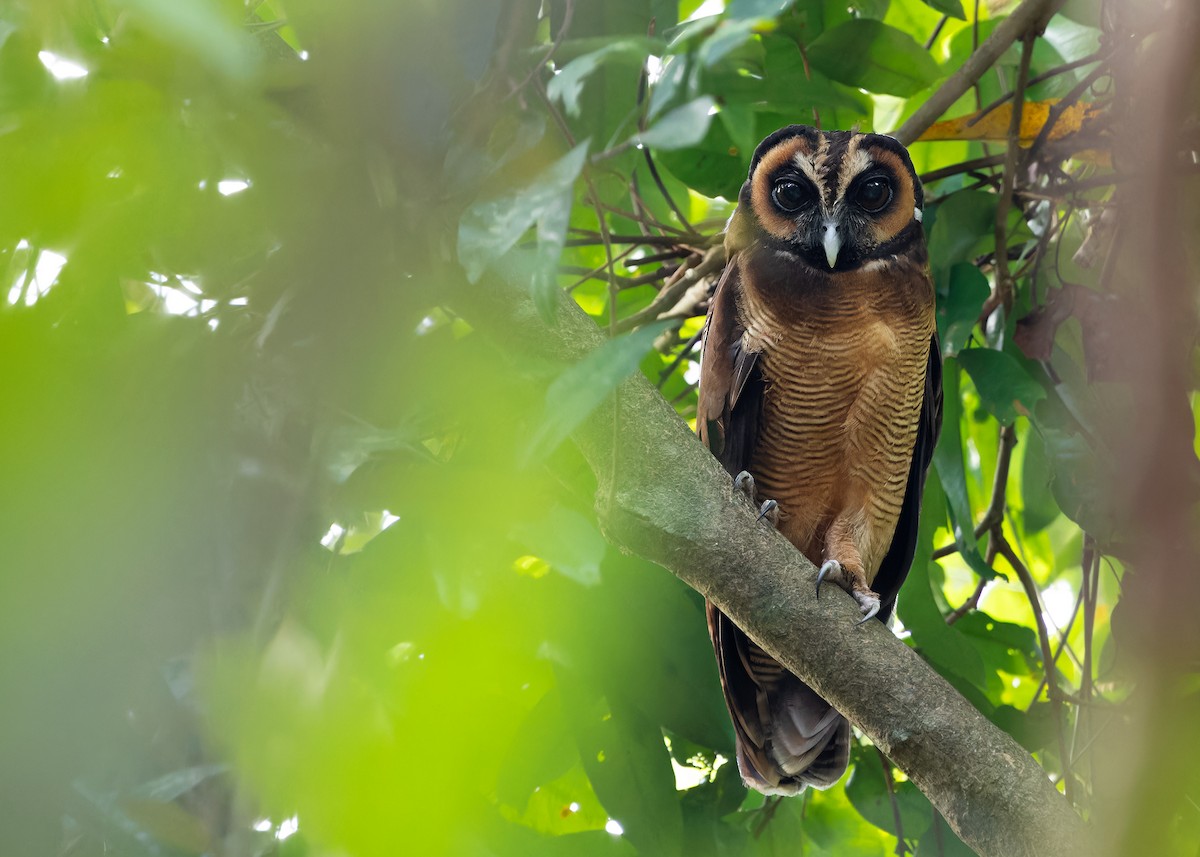 Brown Wood-Owl (Brown) - ML617562653
