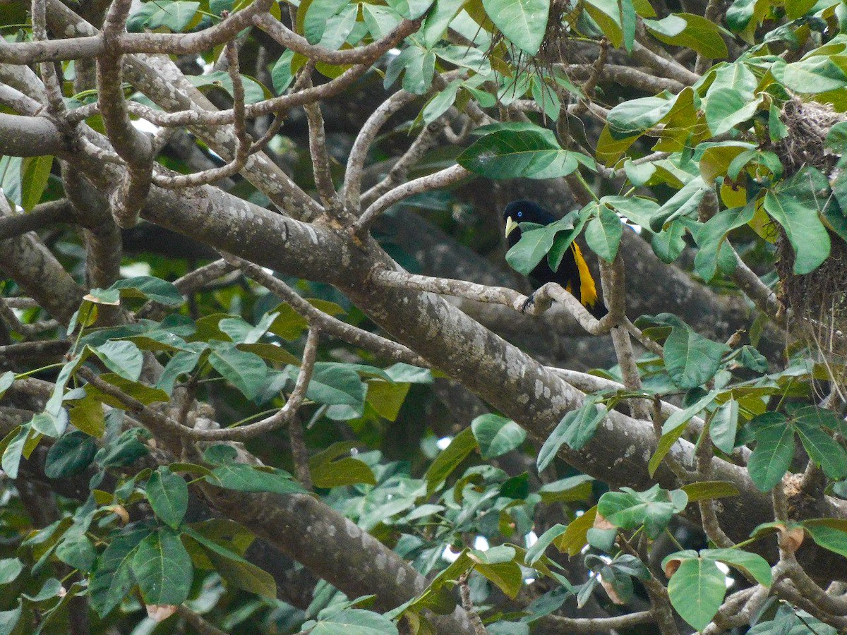 Yellow-rumped Cacique - ML617562722