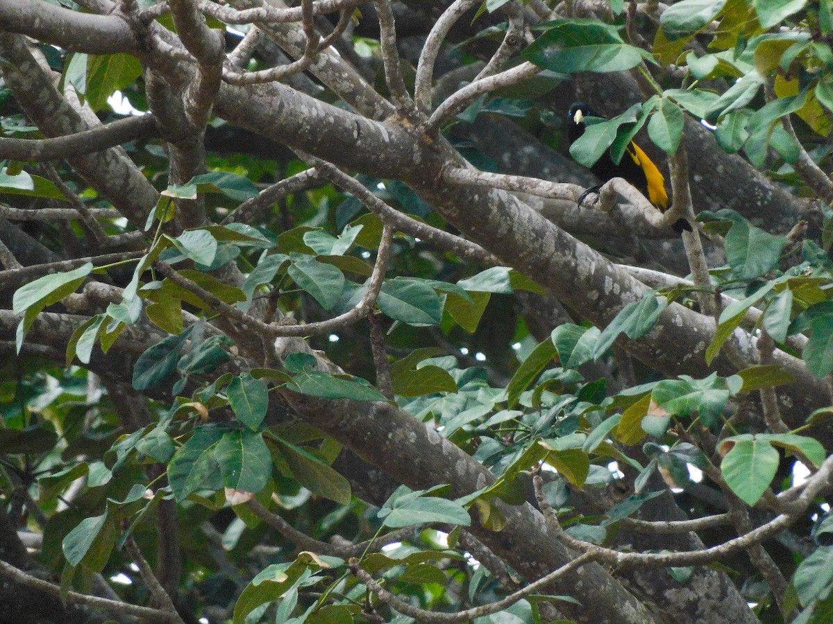 Yellow-rumped Cacique - ML617562724