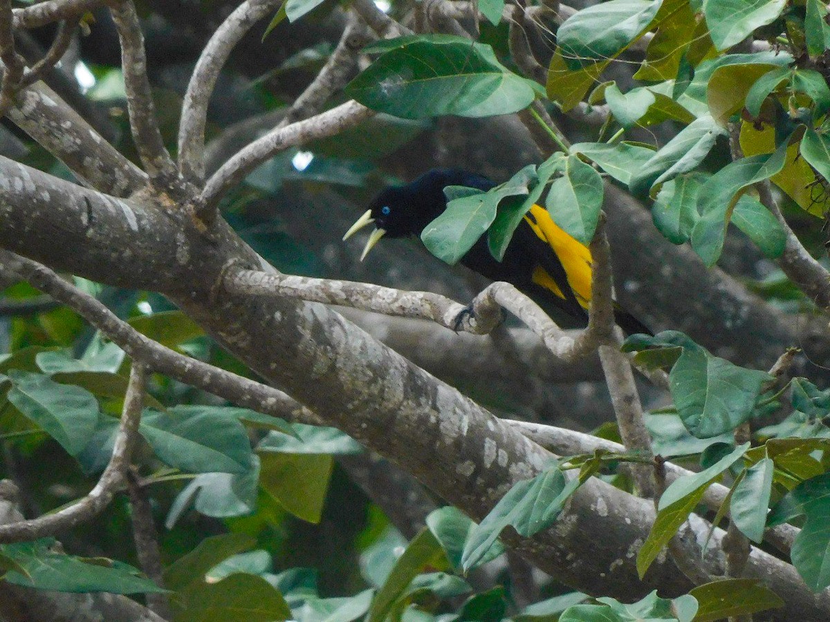 Yellow-rumped Cacique - ML617562725