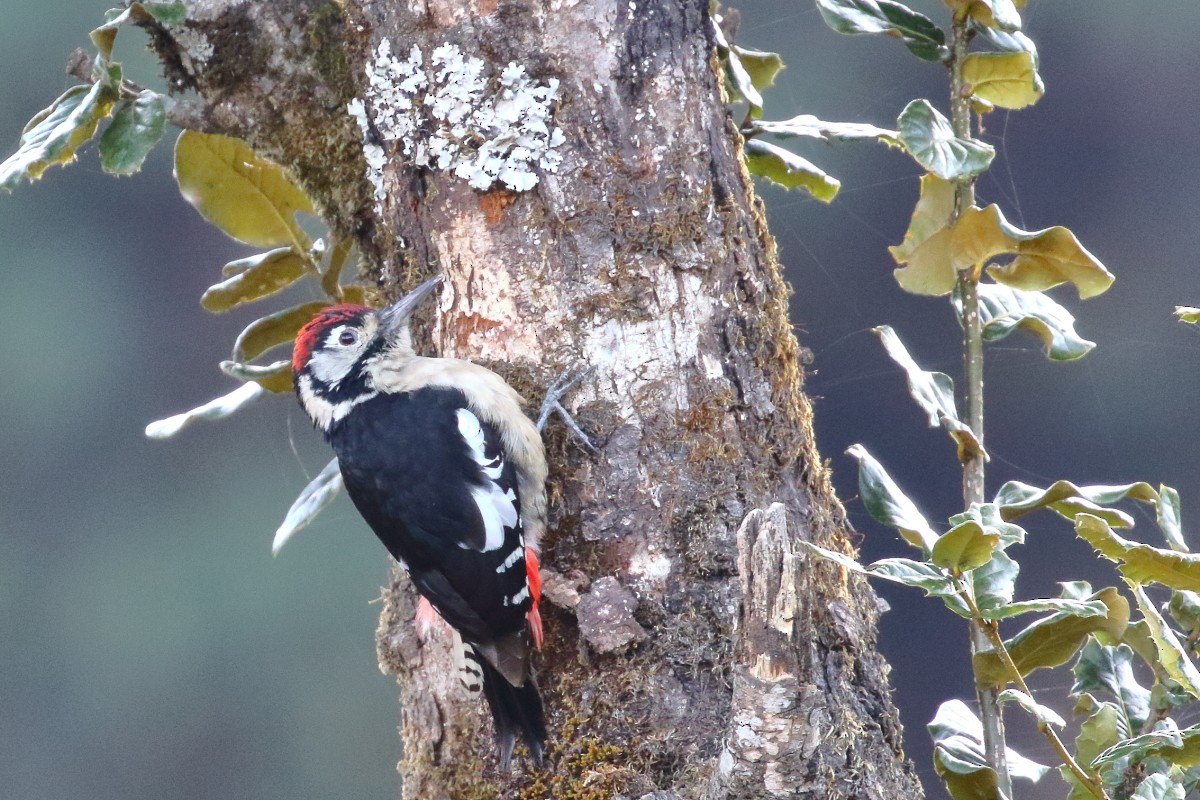 Himalayan Woodpecker - ML617562736