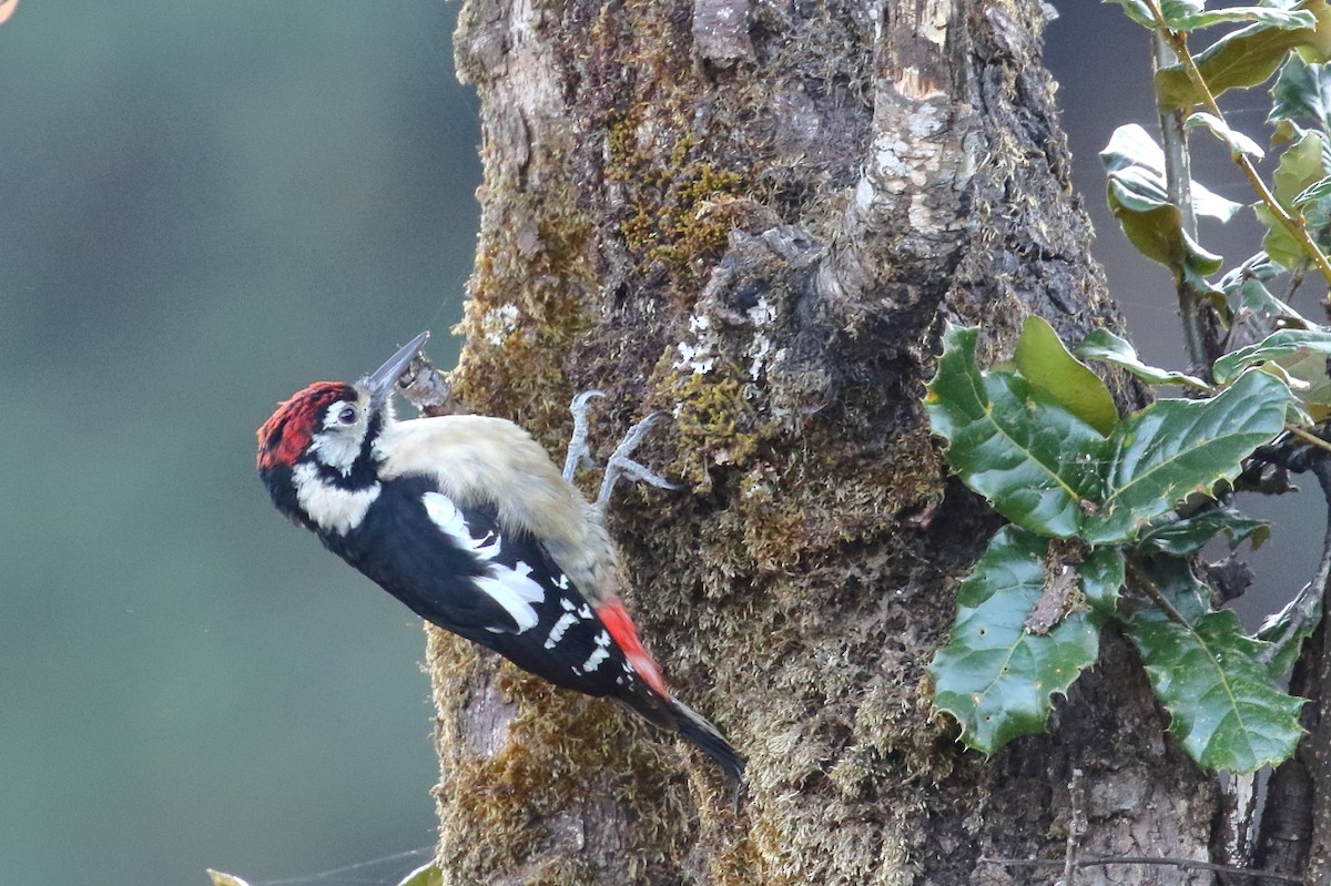 Himalayan Woodpecker - ML617562737
