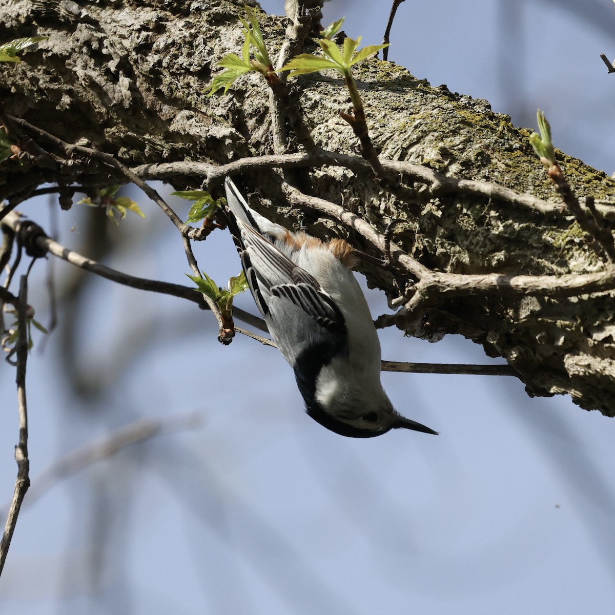 White-breasted Nuthatch - ML617562767