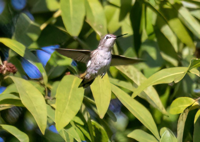 Anna's Hummingbird - ML617562791
