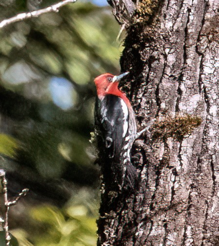 Red-breasted Sapsucker - ML617562794