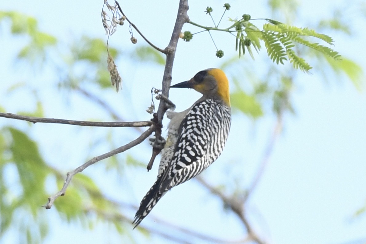 Golden-cheeked Woodpecker - ML617562899