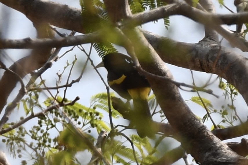 Yellow-winged Cacique - ML617562940