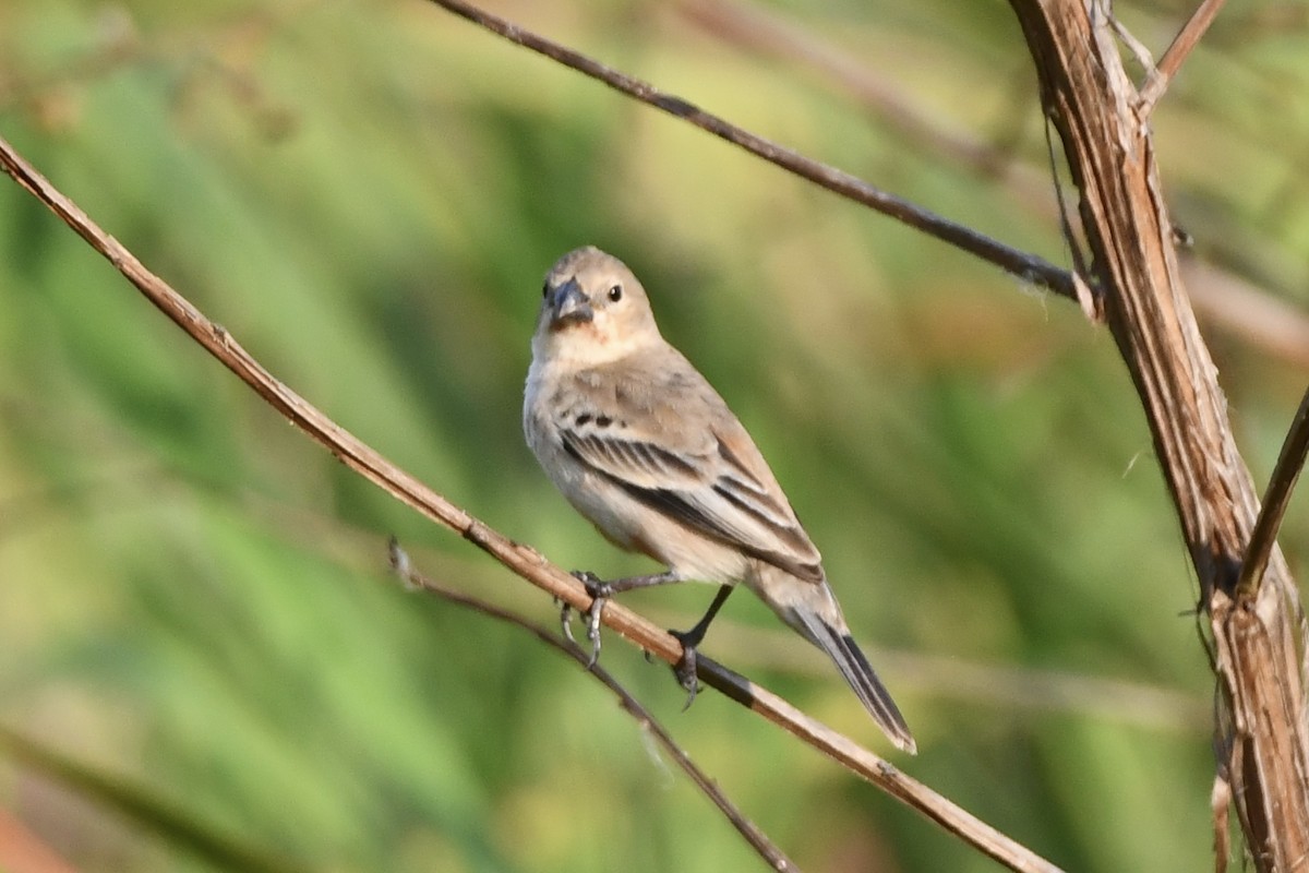 Ruddy-breasted Seedeater - ML617562948