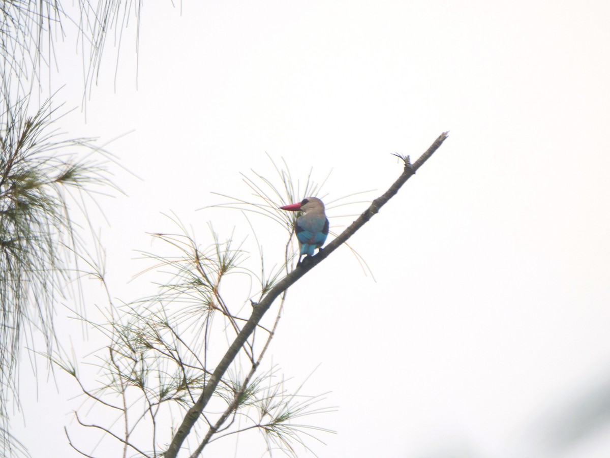 Mangrove Kingfisher - Brett Hartl