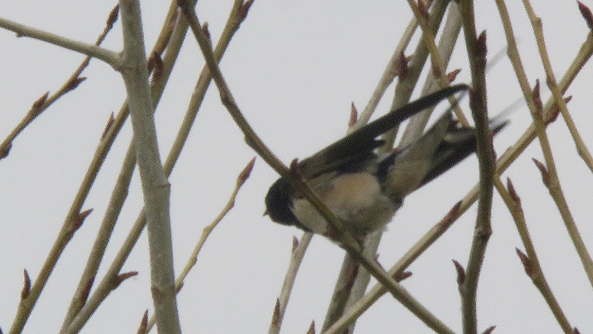 Barn Swallow (White-bellied) - ML617563033
