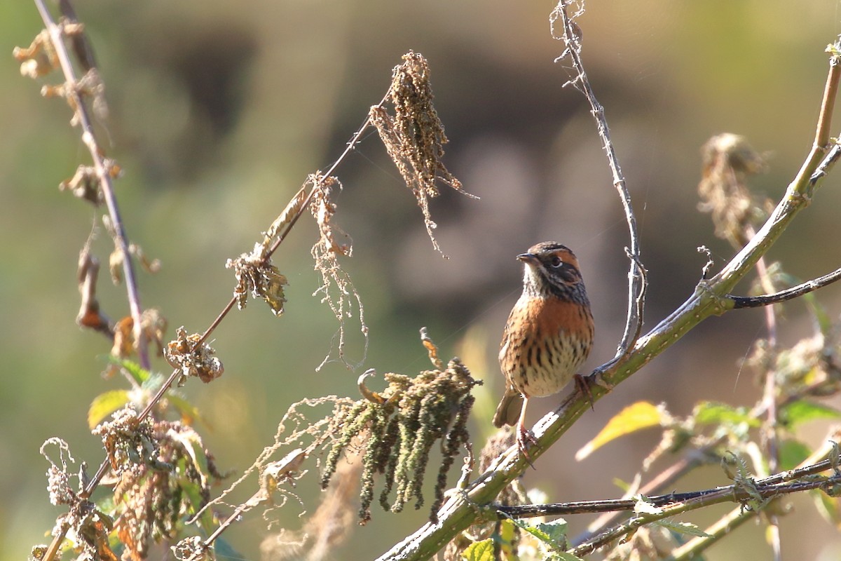 Rufous-breasted Accentor - Amit Gupta