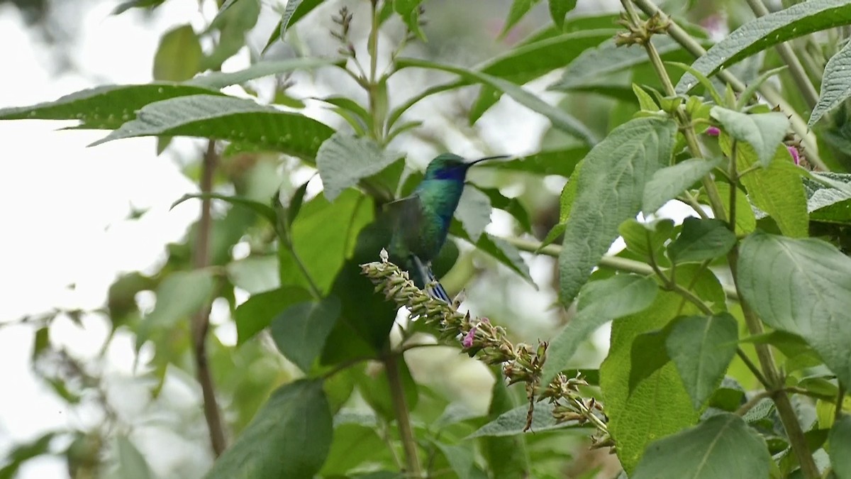 kolibřík modrolící - ML617563087