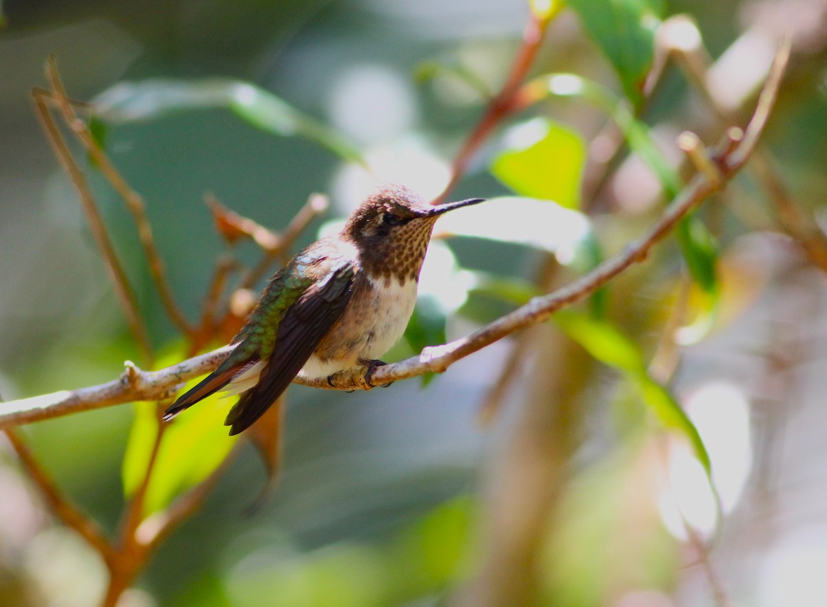 Volcano Hummingbird - Miska Nyul