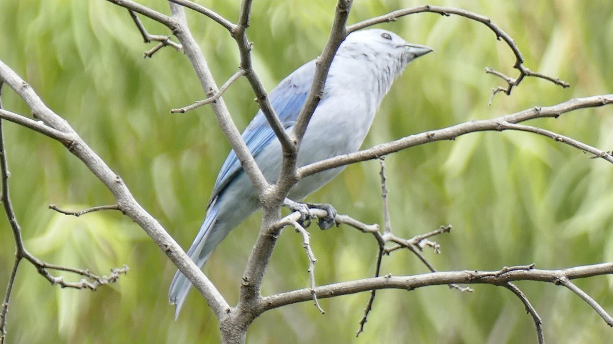 Blue-gray Tanager - ML617563160
